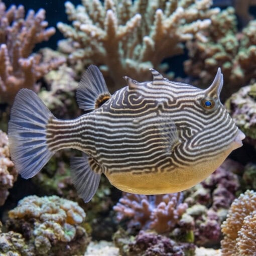 Ornate Boxfish - Image 5
