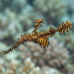 Ornate Ghost Pipefish