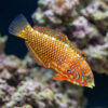 Ornate Leopard Wrasse