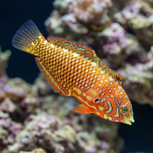 Ornate Leopard Wrasse