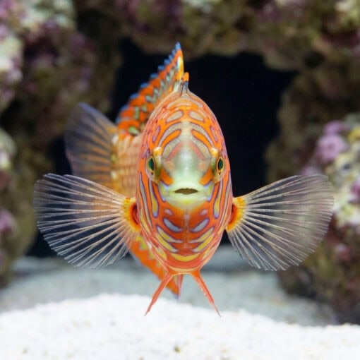 Ornate Leopard Wrasse - Image 2