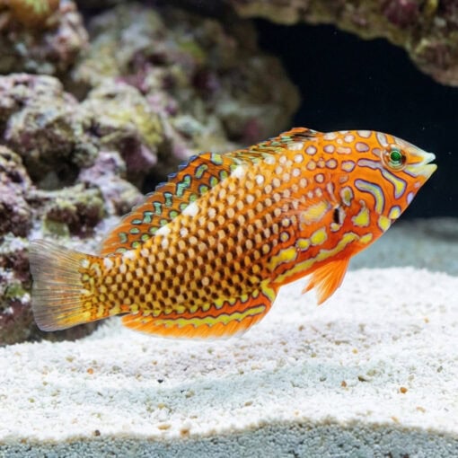 Ornate Leopard Wrasse - Image 3