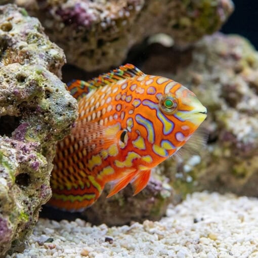 Ornate Leopard Wrasse - Image 4