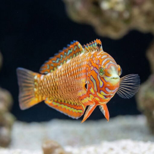 Ornate Leopard Wrasse - Image 5
