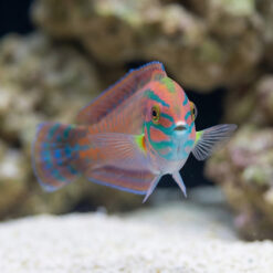 Alternative view of Christmas Wrasse