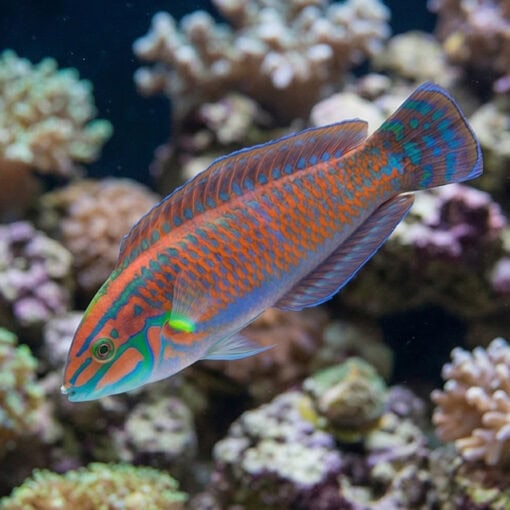 Christmas Wrasse - Image 3