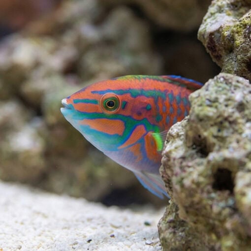 Christmas Wrasse - Image 4