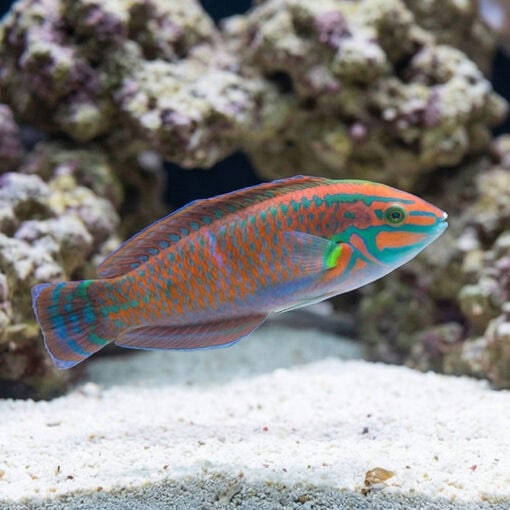Christmas Wrasse - Image 5