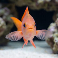 Alternative view of Creole Anthias