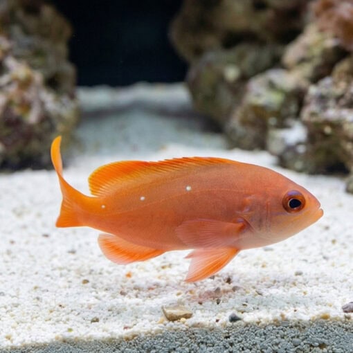 Creole Anthias - Image 3