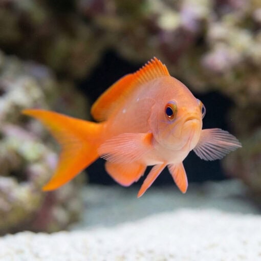 Creole Anthias - Image 4