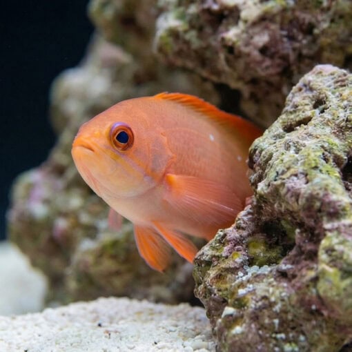 Creole Anthias - Image 5