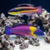 Paddlefin Wrasse