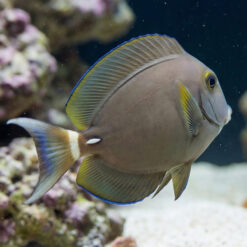 Alternative view of White Face Tang