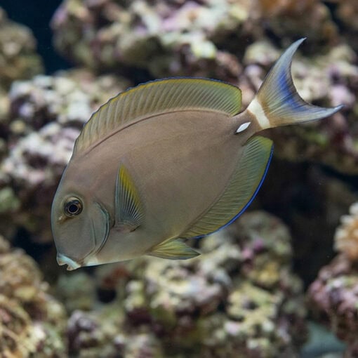 White Face Tang - Image 3