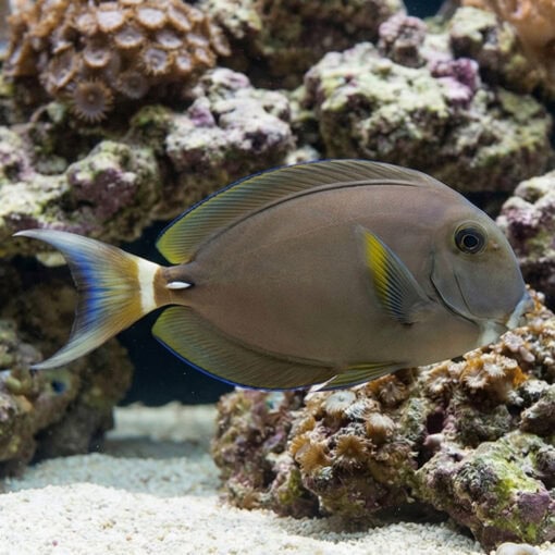 White Face Tang - Image 4