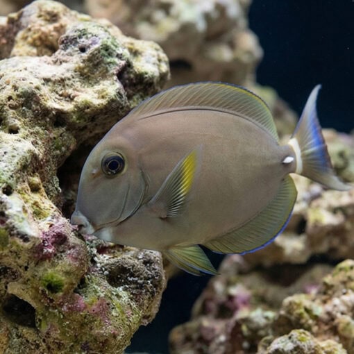 White Face Tang - Image 5