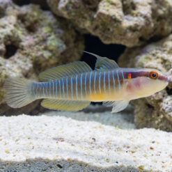 Panamanian Green Banded Goby