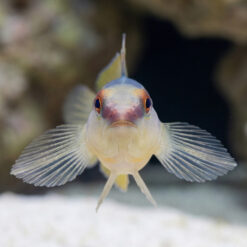 Alternative view of Panamanian Green Banded Goby