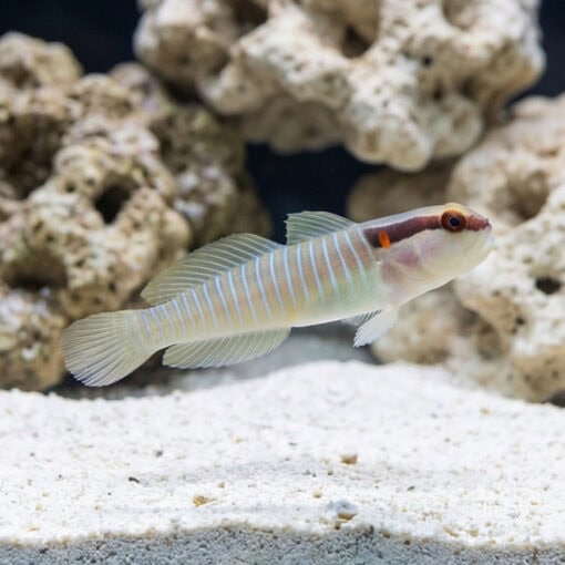 Panamanian Green Banded Goby - Image 3