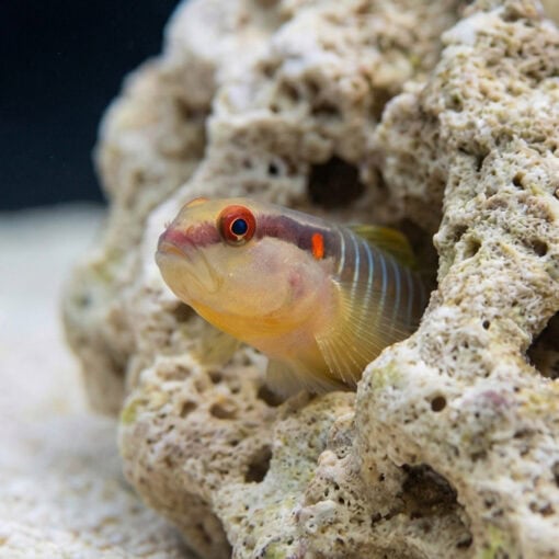 Panamanian Green Banded Goby - Image 4