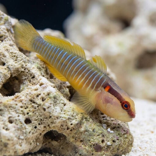 Panamanian Green Banded Goby - Image 5