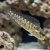 Panamic Barnacle Blenny