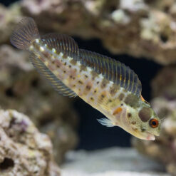 Panamic Barnacle Blenny