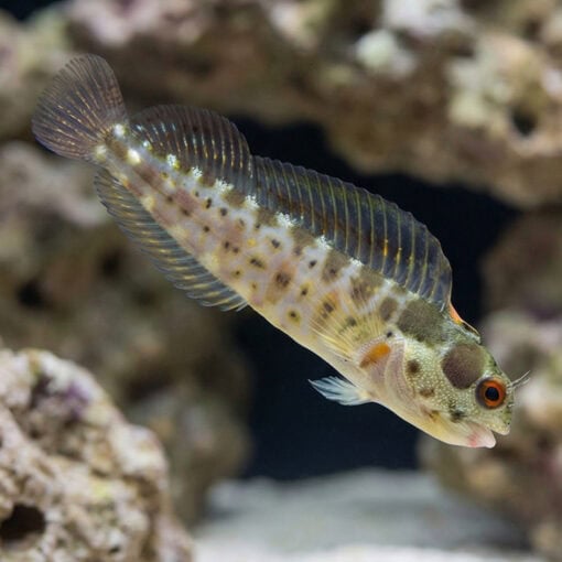 Panamic Barnacle Blenny