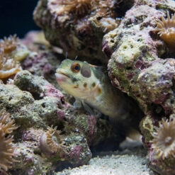 Alternative view of Panamic Barnacle Blenny