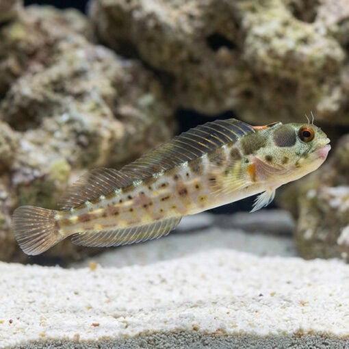 Panamic Barnacle Blenny - Image 3