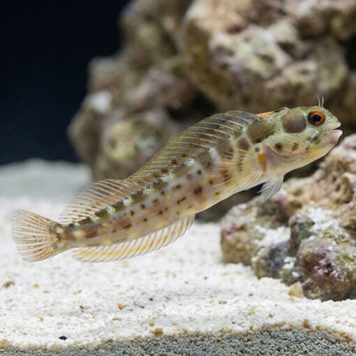 Panamic Barnacle Blenny - Image 4