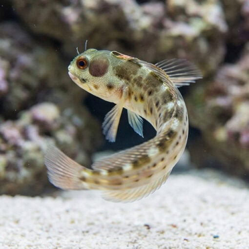 Panamic Barnacle Blenny - Image 5
