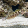 Panamic Fanged Blenny