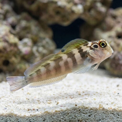 Panamic Fanged Blenny