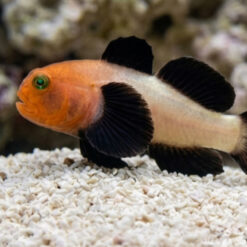 Panda Goby
