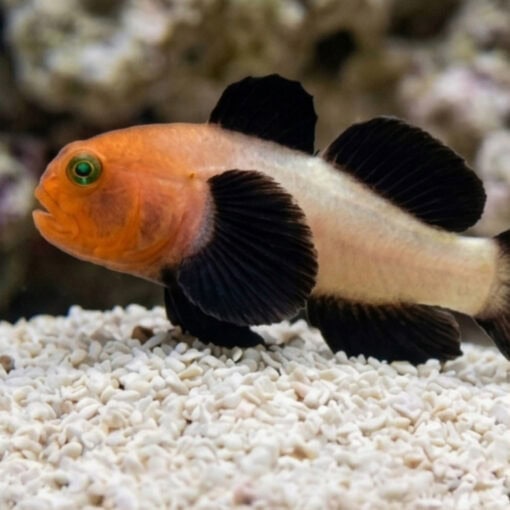 Panda Goby