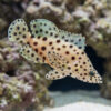 Panther Grouper