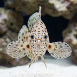 Alternative view of Panther Grouper
