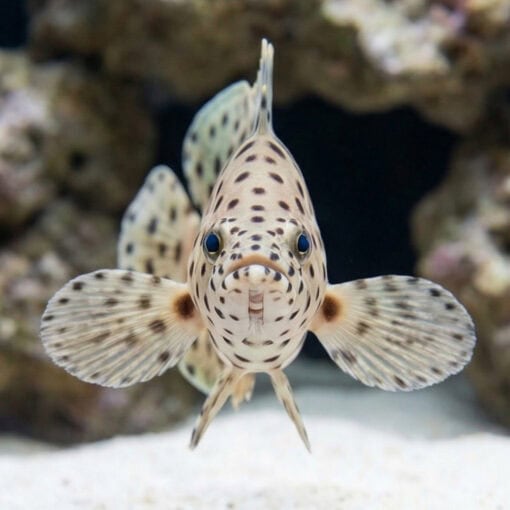 Panther Grouper - Image 2