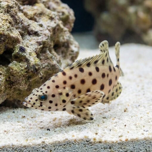 Panther Grouper - Image 3