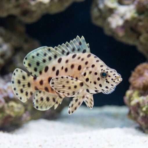 Panther Grouper - Image 4