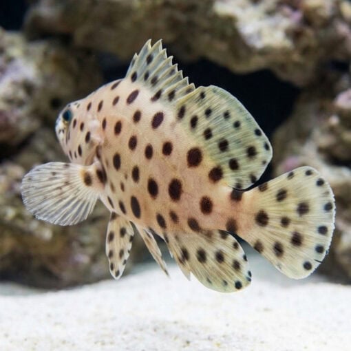 Panther Grouper - Image 5