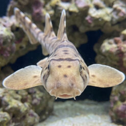 Alternative view of Papuan Epaulette Shark