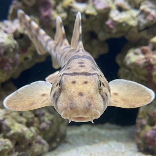 Papuan Epaulette Shark - Image 2