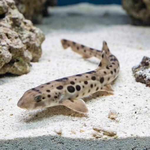 Papuan Epaulette Shark - Image 3