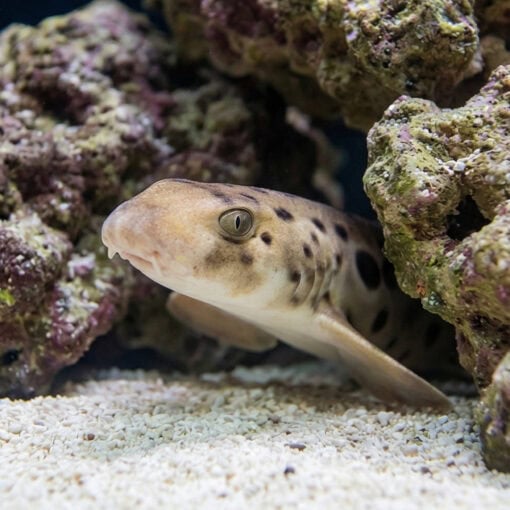 Papuan Epaulette Shark - Image 4