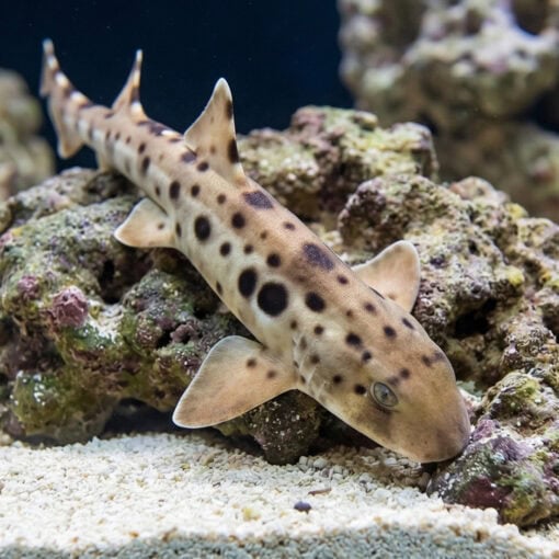 Papuan Epaulette Shark - Image 5