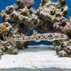 Papuan Epaulette Shark