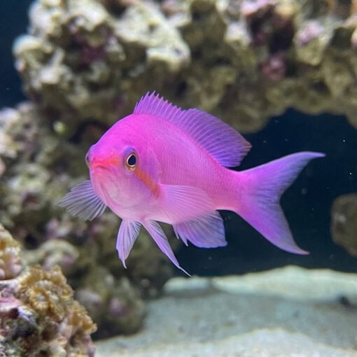 Amethyst Anthias - Image 2